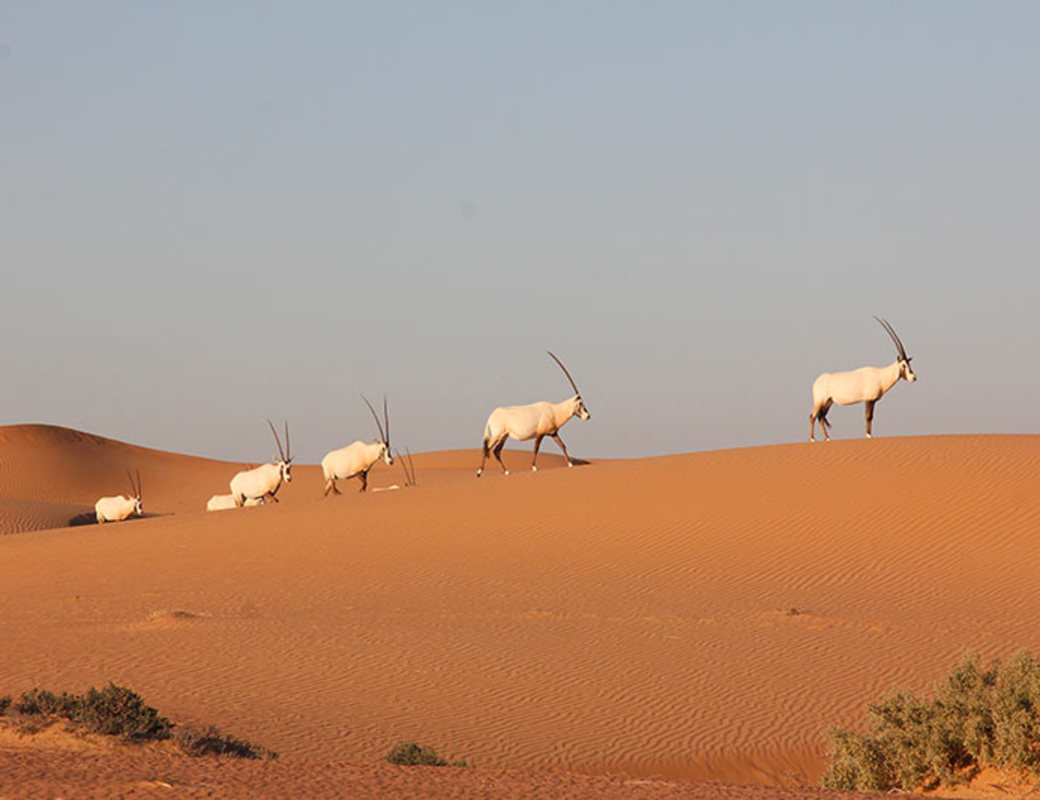 Deserto di Dubai